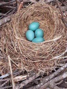 911984_10201155612722420_1543841747_n[1]